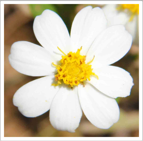 Flora Photography Gallery