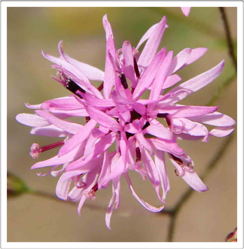 Austin Texas Wildflowers