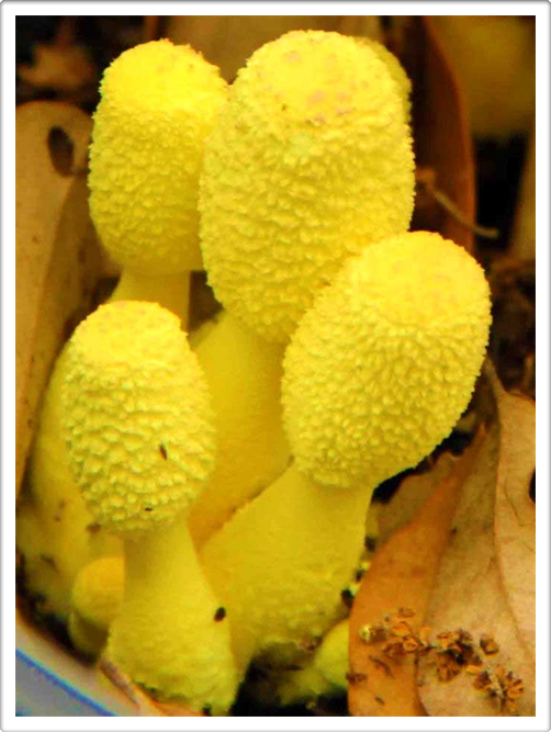 Austin Wildlife 2020